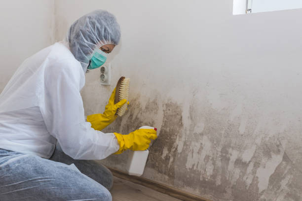 Best Fast Mold Removal  in Manchester Center, VT