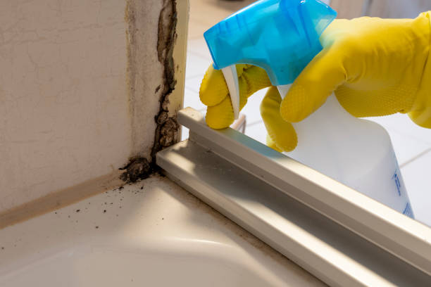 Best Fast Mold Removal  in Manchester Center, VT