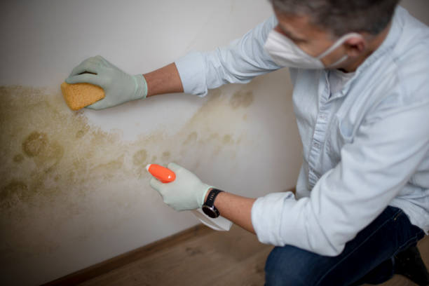 Best Emergency Mold Removal  in Manchester Center, VT