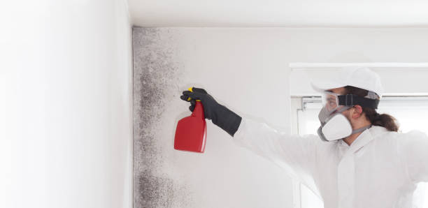 Best Local Mold Removal Service  in Manchester Center, VT