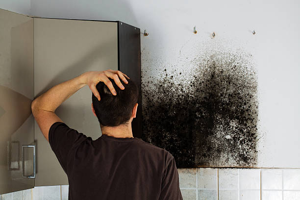 Trusted Manchester Center, VT Mold Removal Experts