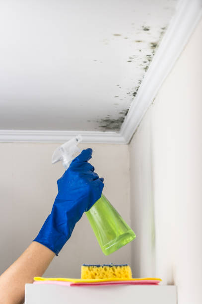 Best Black Mold Removal  in Manchester Center, VT